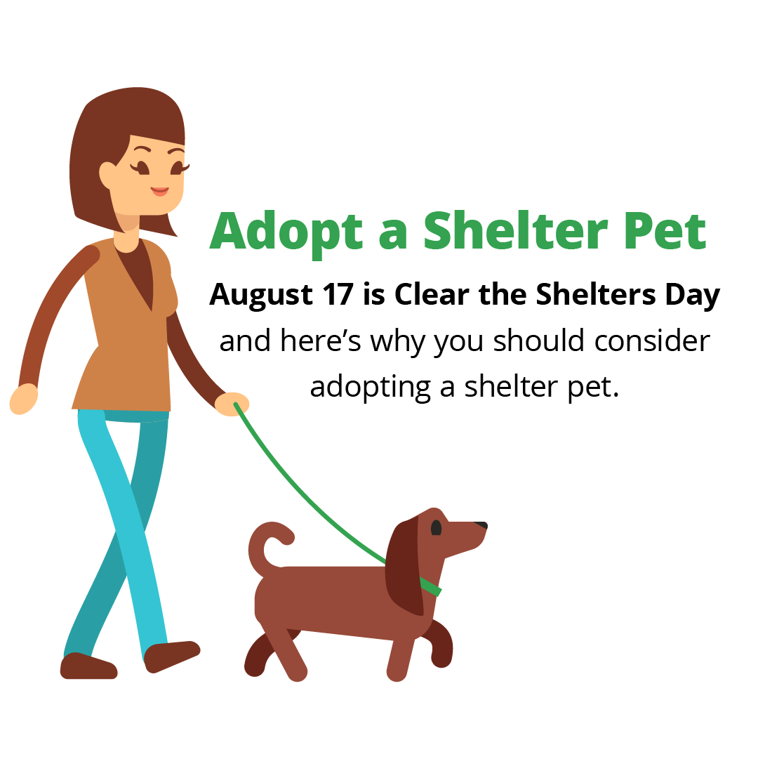 adopt a shelter pet infographic intro