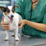 small dog at the vet