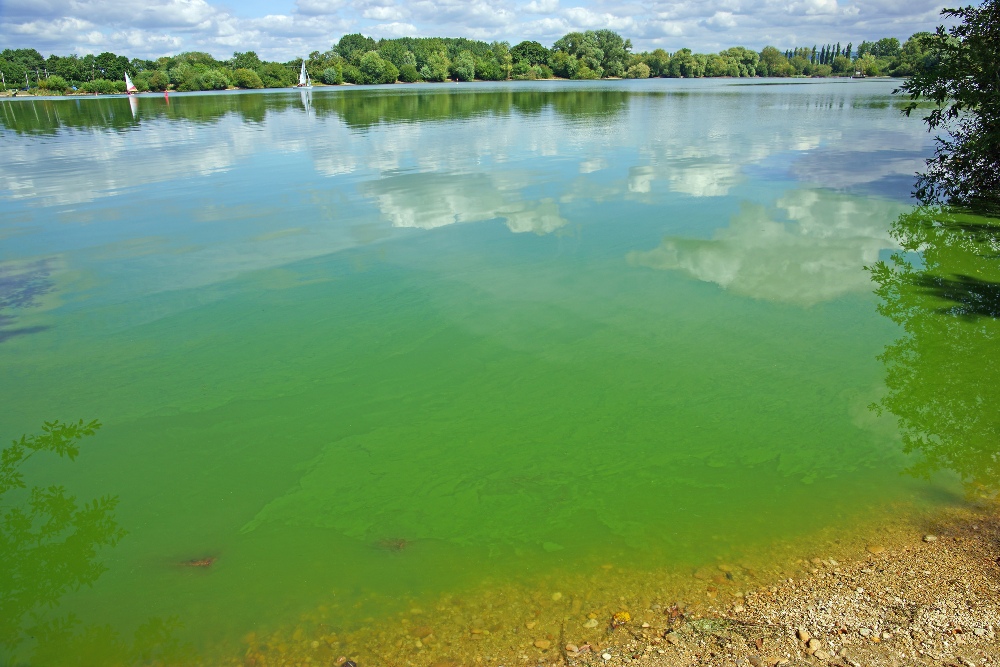 blue green algae lake