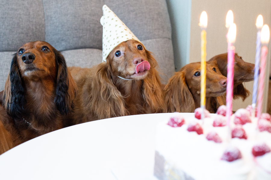 dachshund dog birthday party