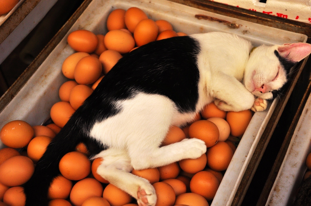 Cat laying on eggs