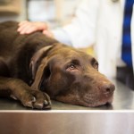 sad chocolate lab dog at vet