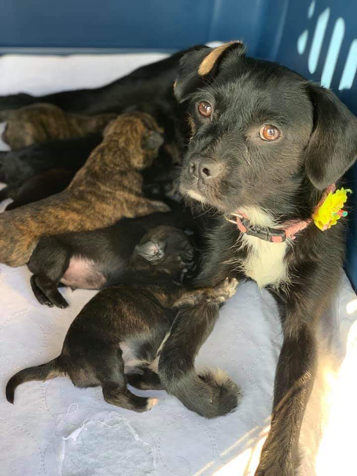 black dog with puppies