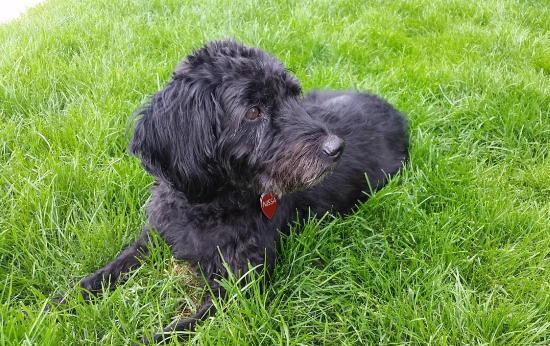 black fluffy dog lying in grass