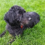 black fluffy dog lying in grass
