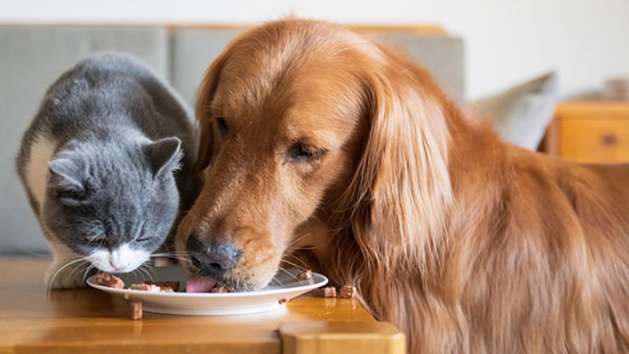 Can Cats Eat Dog Food? | Healthy Paws Pet Insurance