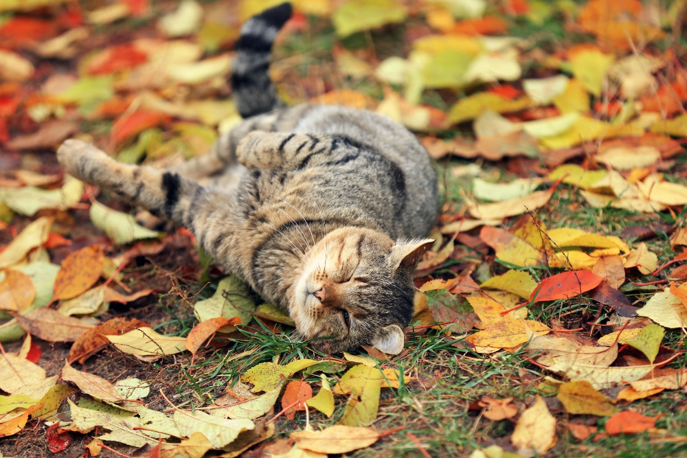 cat lying in fall leaves