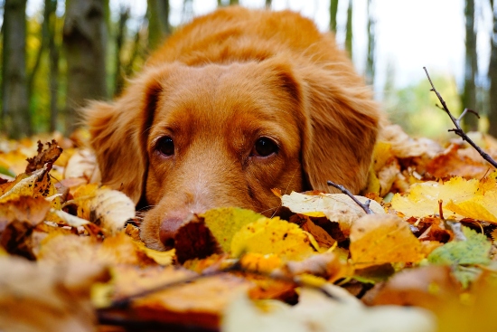 Dog lying in leaves