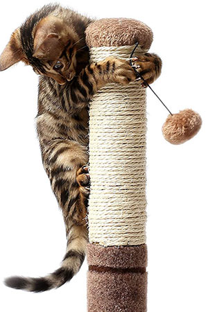 kitten climbing scratching post