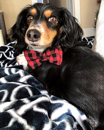 Charlie the Dachshund with a bow tie