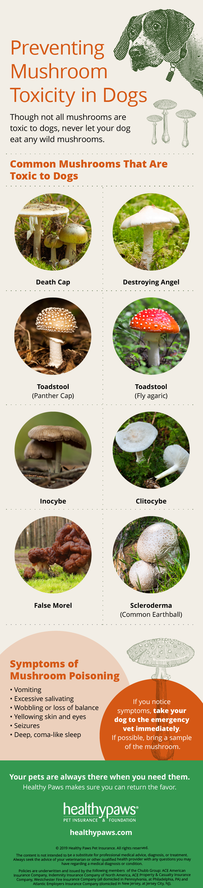 Healthy Paws infographic about preventing mushroom toxicity in dogs