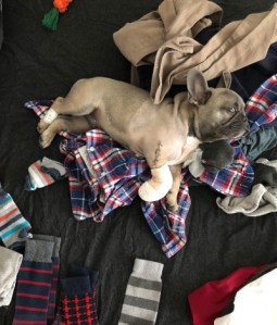 brown french bulldog puppy lying on laundry pile