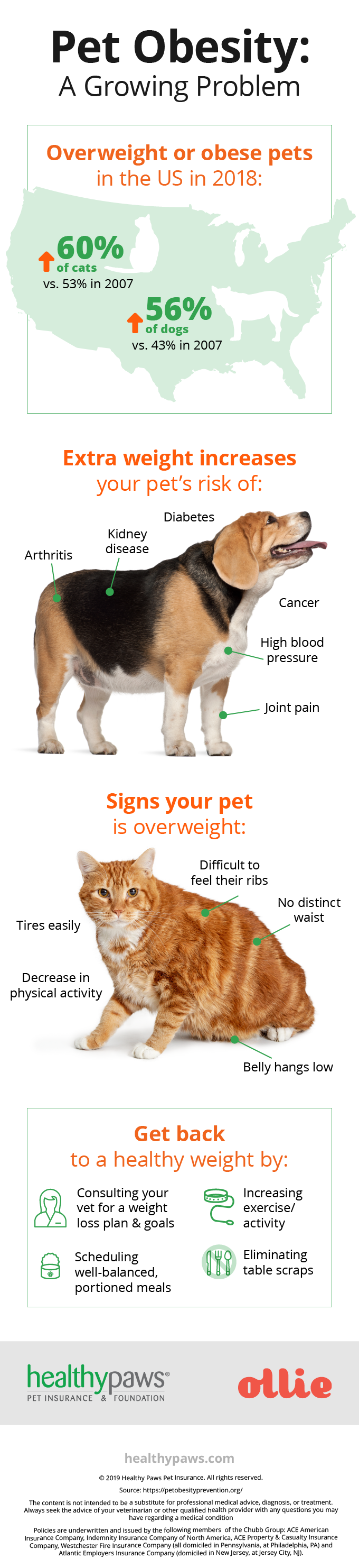 dog and cat obesity infrographic