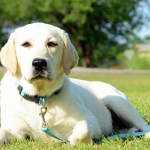 yellow lab in grass