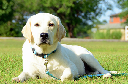 yellow lab in grass