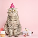 cat with party hat and presents