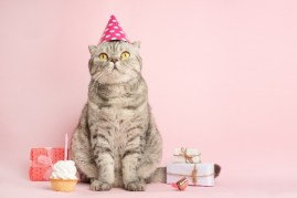 cat with party hat and presents