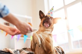 dog birthday cake