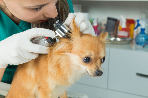 vet checking dog's ear