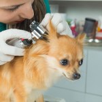 vet checking dog's ear