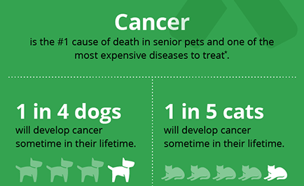 pet cancer infographic