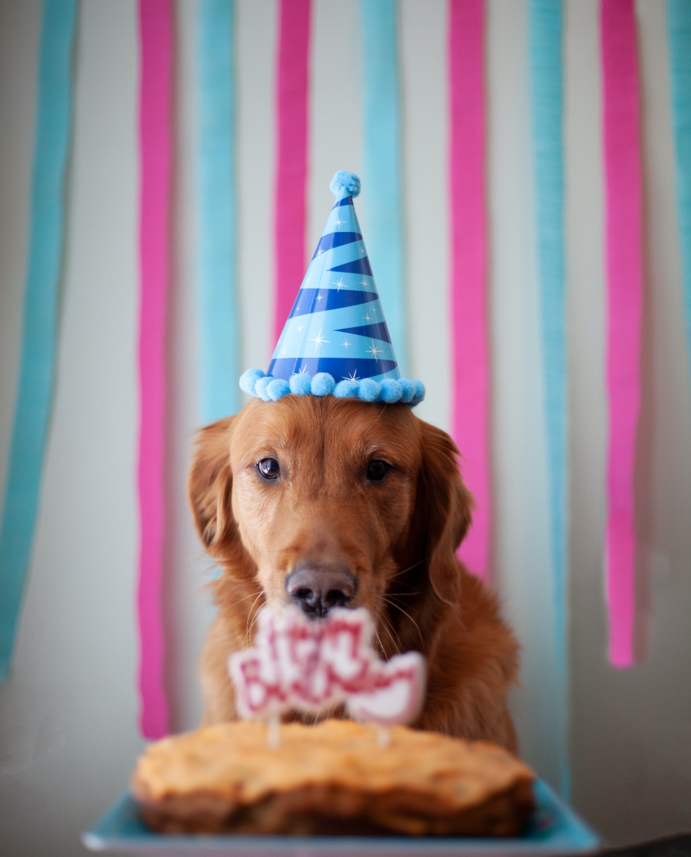 birthday party golden retriever dog