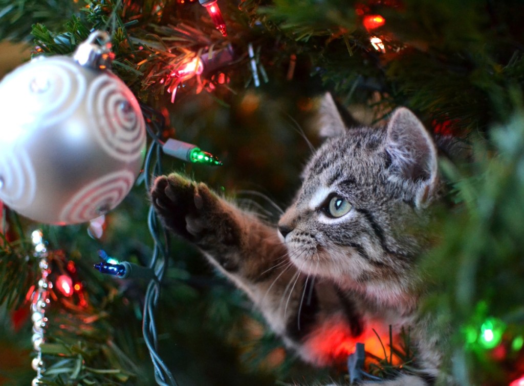 cat peering at ornament in Christmas tree