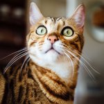 cat-stare-feature