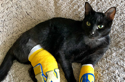 cat with leg in a cast
