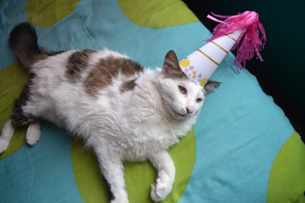 party cat with birthday hat