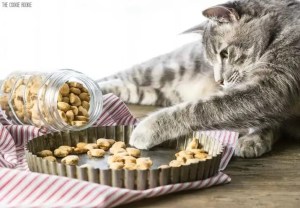 cat with homemade treats