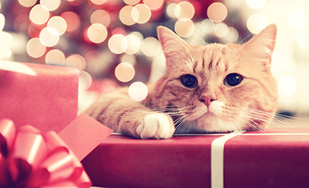 cat with gift