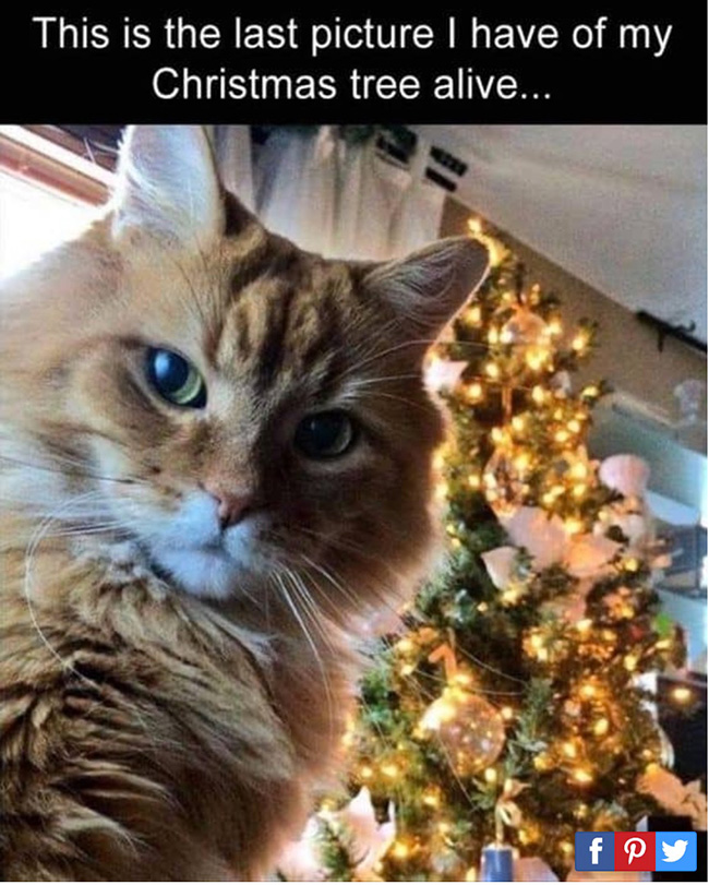 Cat with Christmas tree