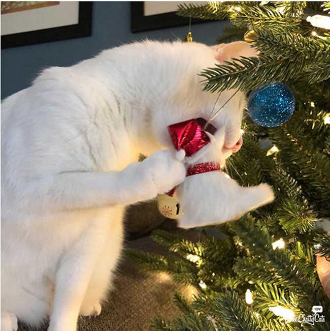 Cat eating ornament
