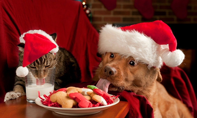 Dog and cat cookie thieves 