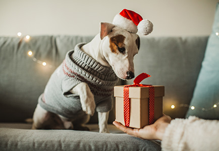 Dog with wrapped gift