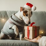 Dog with wrapped gift