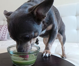 Green smoothie for dogs