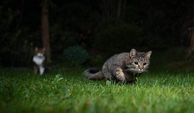 Are Cats Nocturnal? | Healthy Paws Pet Insurance
