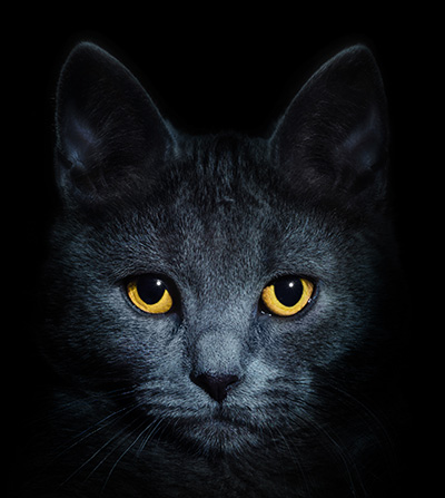 black cat face with a black background