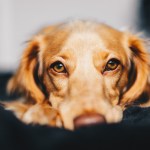 close up of brown dog face
