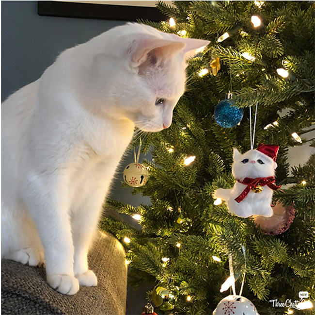 White cat looking at tree