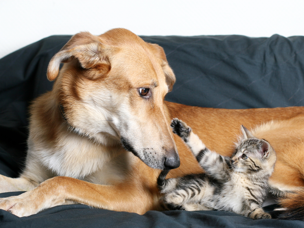 dog and kitten on couch