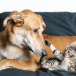 dog and kitten on couch