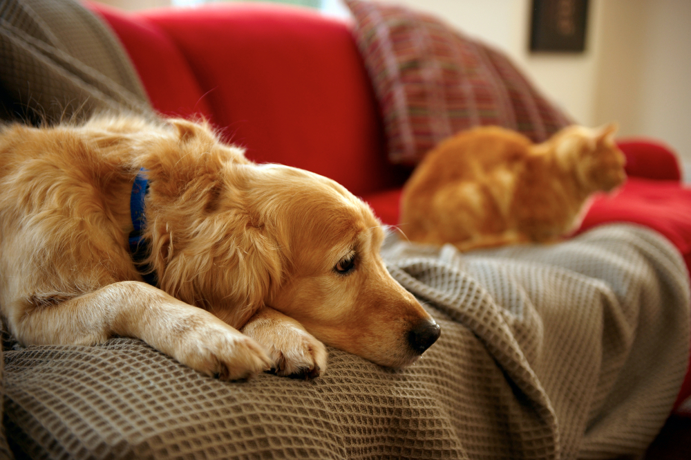 sad dog and cat on couch