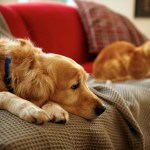 sad dog and cat on couch