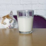 cat looking at glass of milk