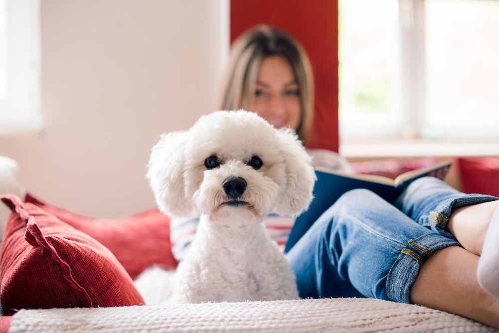 white fluffy dog on couch with woman