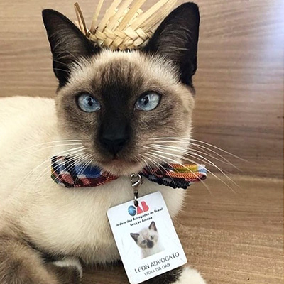 Stray cat gets hired in legal office