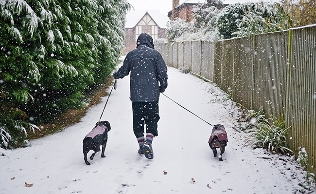 Dog walking in winter